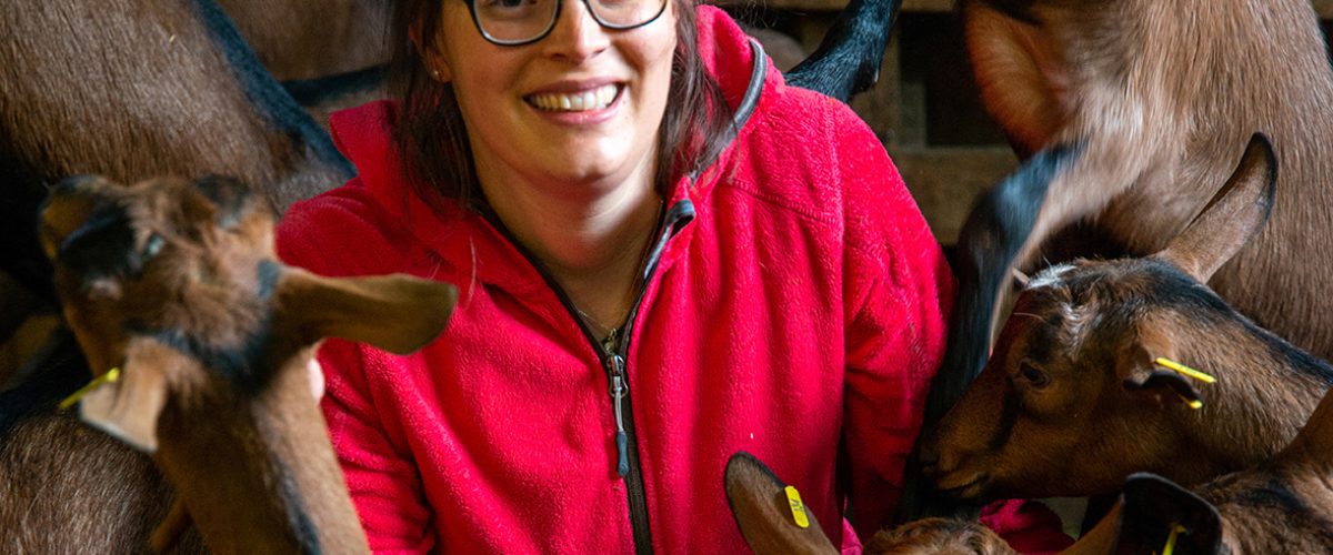 Chèvres chamoisées, Le Reposoir, ferme, fromage de chèvre