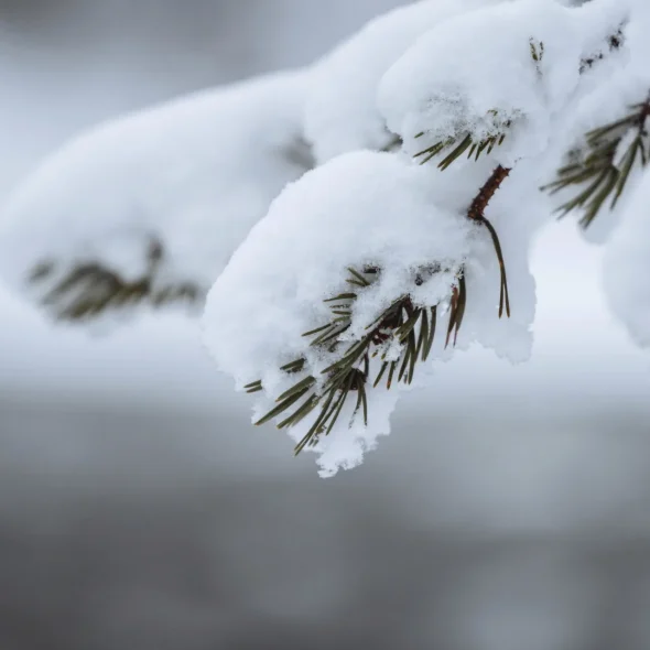 Romme : Le bulletin neige