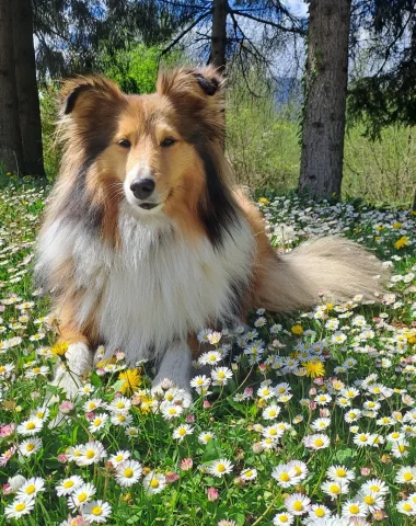 Chien pris en photo au milieu des pâquerettes