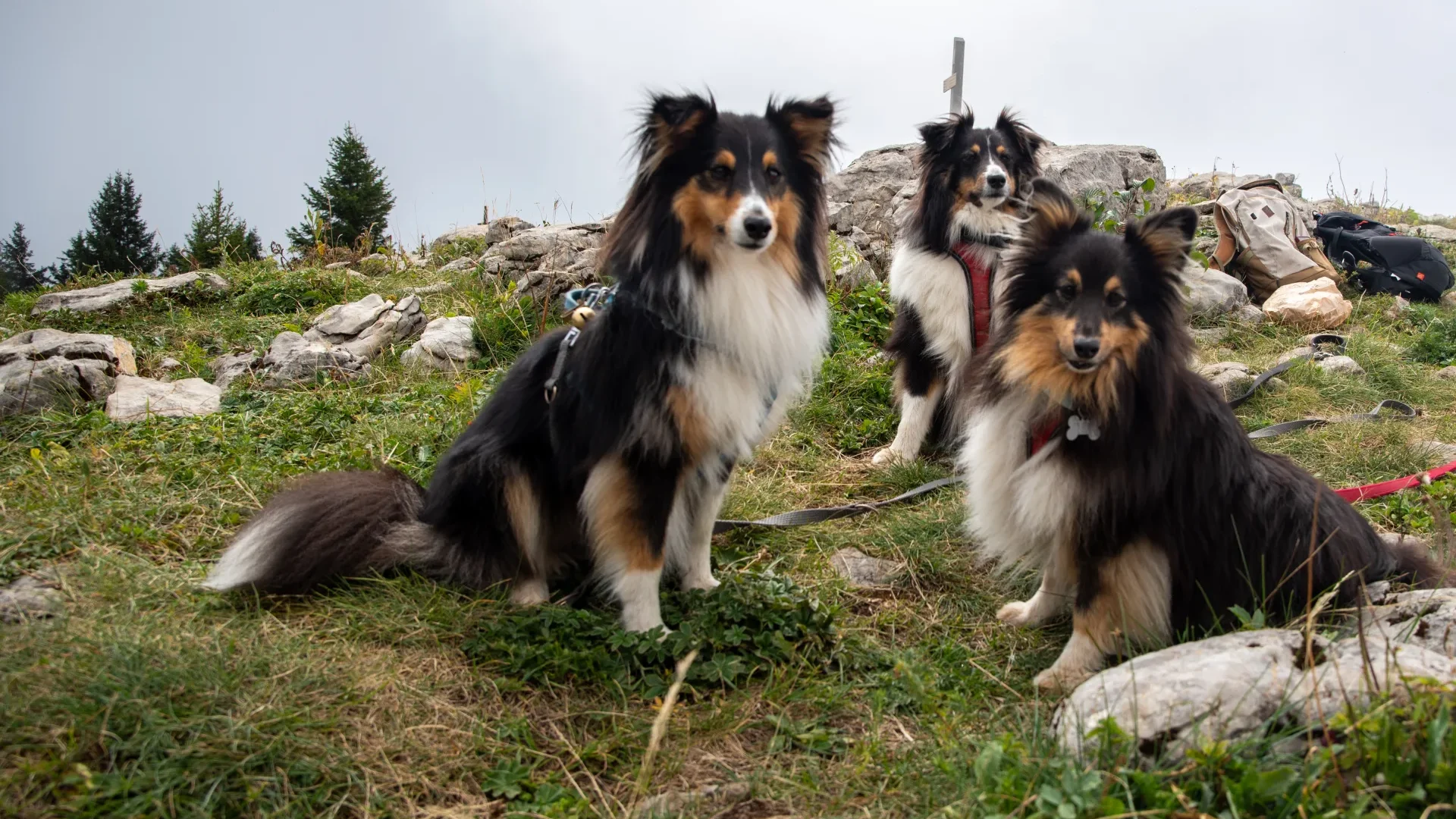 Trois chiens en balade aux rochers de Leschaux