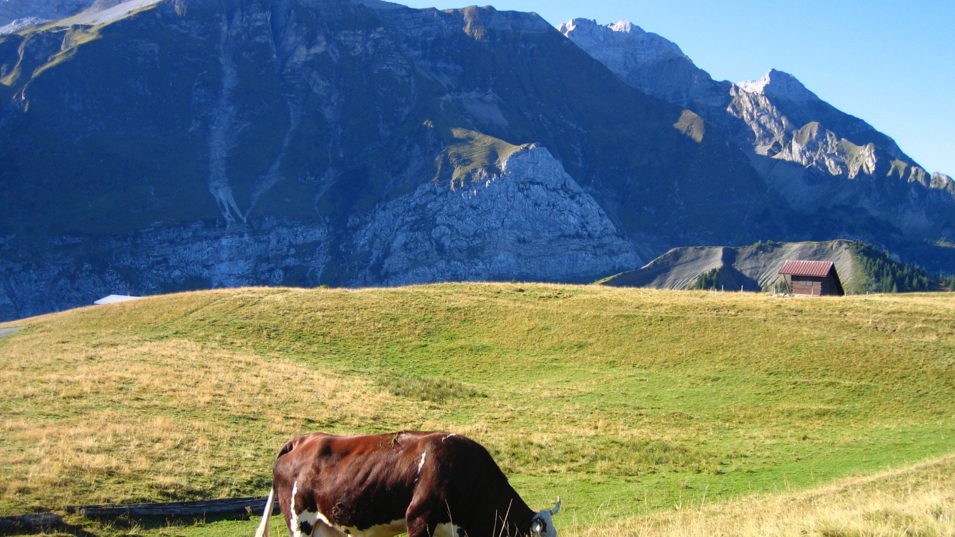 Vache, Col de Cenise, Mont-Saxonnex