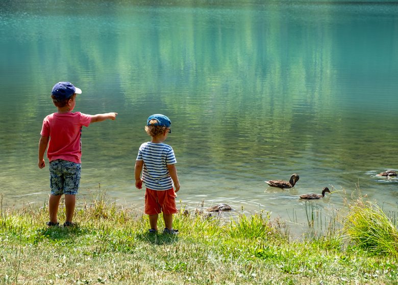 Niños y patos en el lago.