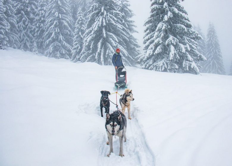 Evasion-Nordique-Flaine-Dog-Sled-Driving-Hitch-Dow