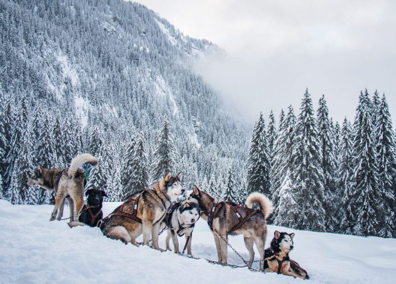 Evasion-Nordique-Flaine-Dog-Sled-Pack-Debutto