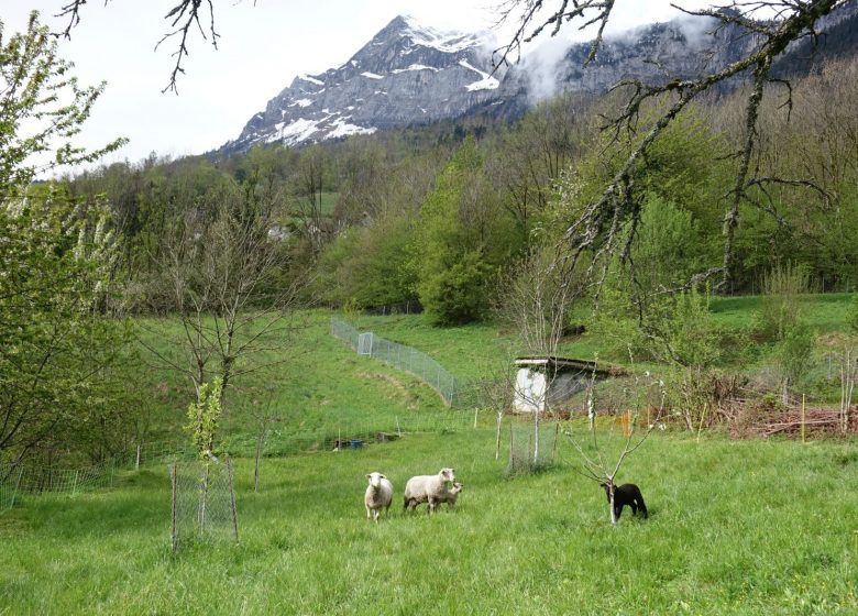 De schapen van de boerderij